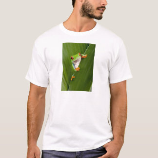 Camiseta Red eyed tree frog