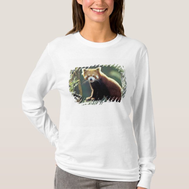 Camiseta Red Panda Ailurus fulgens) (Frente)