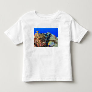 Camiseta Regal Angelfish Pygoplites diacanthus),