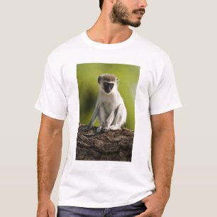 Camiseta Reserva de Caça Samburu, Quênia, Macaco Vervet,