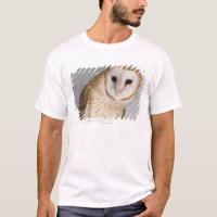 Retrato da coruja de celeiro (Tyto alba).