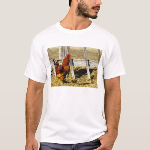 Camiseta Rhode Island Red Rooster