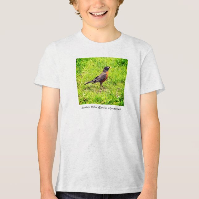 Camiseta Robin Americano (Turdus migratorius) (Frente)