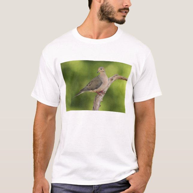 Camiseta Rórola, Zenaida macroura (Frente)