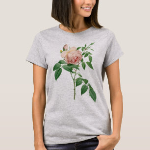 Camiseta Rosa indica fragrans - ilustração botânica