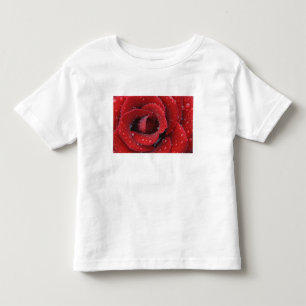 Camiseta Rosa vermelha coberta de orvalho decorando túmulo 