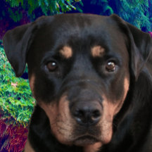 Rottweiler, Guardião Confiante