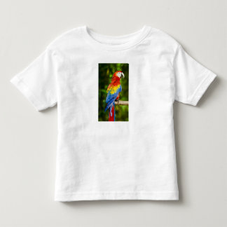 Camiseta Roupas & Calçados > Roupas & Calçados de Criança >