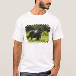 Camiseta Rwanda, parque nacional dos vulcões. Montanha 2