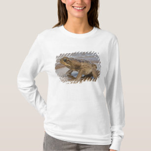 Camiseta Sapo-cururu Rhinella marina, anteriormente Bufo