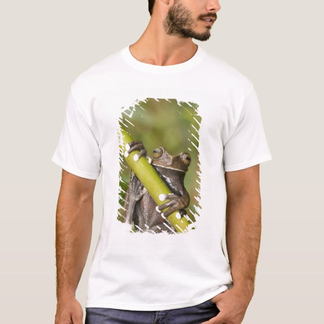 Camiseta Sapo de Árvore de Tapichalaca Capacitária Hiloscir (Frente)