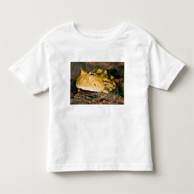 Camiseta Sapo do Corno brasileiro, Ceratophrys cornuta, 3 (Frente)