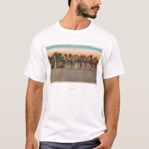 Camiseta Sarasota, Florida - camelos em Ringling Bros