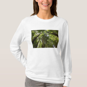 Camiseta Sequoias, Rotorua, Nova Zelândia 2