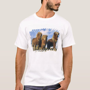 Camiseta Shetland Pony, ilhas Shetland do continente,