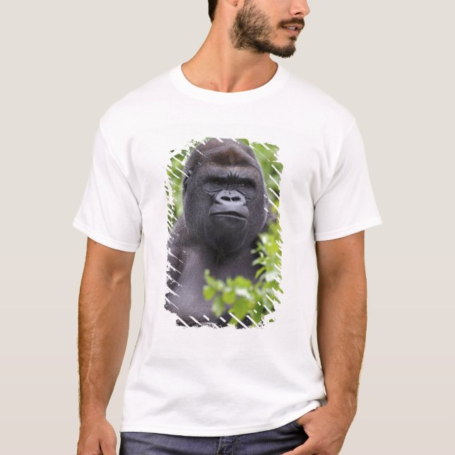 Camiseta Silverback Lowland Gorilla, Gorilla gorilla (Frente)