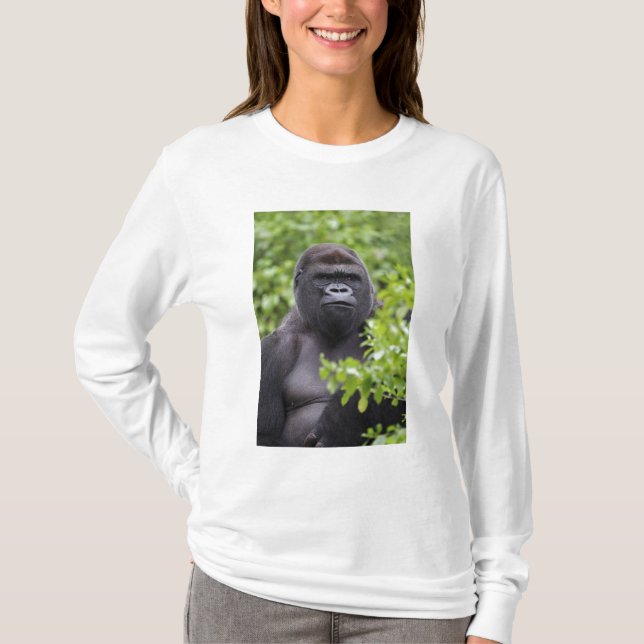 Camiseta Silverback Lowland Gorilla, Gorilla gorilla (Frente)