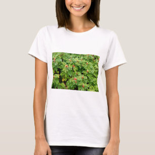 Camiseta Sitka Rosa Bush com muitas Rosas vermelhas de fech