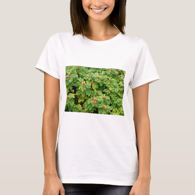 Camiseta Sitka Rosa Bush com muitas Rosas vermelhas de fech (Frente)