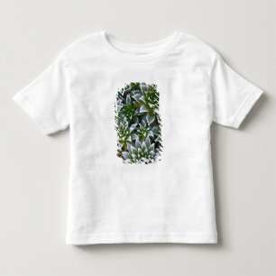 Camiseta Suculenta Hen & Chicks com geada no início