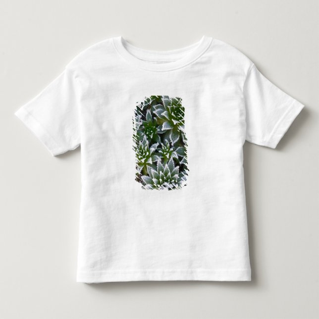 Camiseta Suculenta Hen & Chicks com geada no início (Frente)
