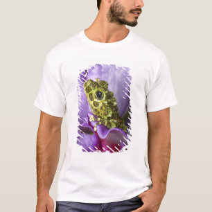 Camiseta Sudeste do Vietnã. Close-up de um sapo de árvore m