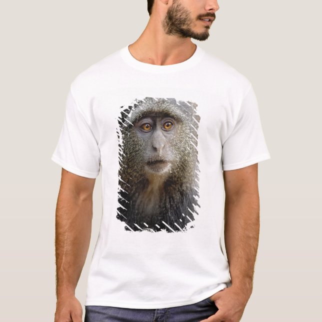 Camiseta Sykes ou Blue Monkey, Cercopithecus mitis, (Frente)