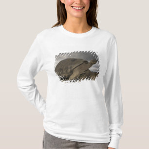 Camiseta Tartaruga gigante de Galápagos Geochelone