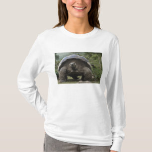 Camiseta Tartarugas Gigantes de Galápagos Geochelone