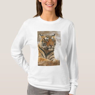 Camiseta Tigre-de-bengala-real sobre a rocha, Ranthambhor