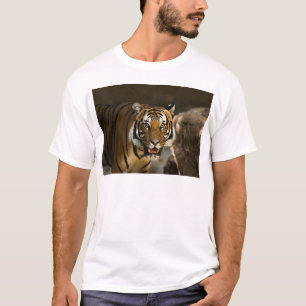 Camiseta Tigre Siberiano