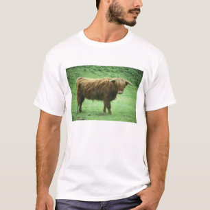 Camiseta Touro das Terras Altas, Ilha de Mull, Interior