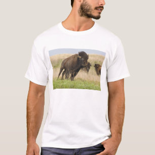 Camiseta Touro de bisão jovem e feroz no Tallgrass