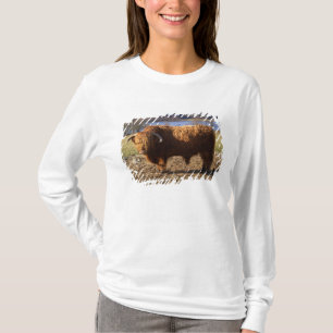 Camiseta Touro de Gado Highland, Escócia