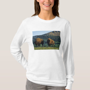Camiseta Touros de bisão no Parque Nacional Waterton Lakes