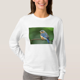 Camiseta Toutinegra-azul-fêmea, Sialia sialis