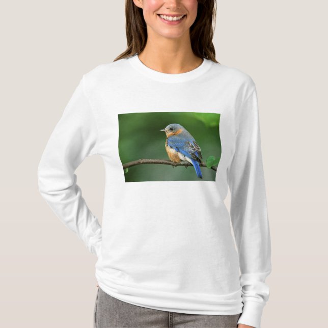 Camiseta Toutinegra-azul-fêmea, Sialia sialis (Frente)