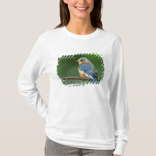 Camiseta Toutinegra-azul-fêmea, Sialia sialis