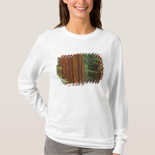 Camiseta troncos de sequóia gigante na floresta, Yosemite