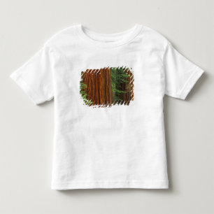 Camiseta troncos de sequóia gigante na floresta, Yosemite