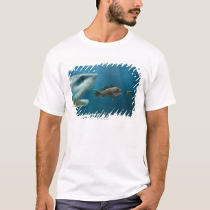Camiseta Tubarão que persegue o badejo que persegue o