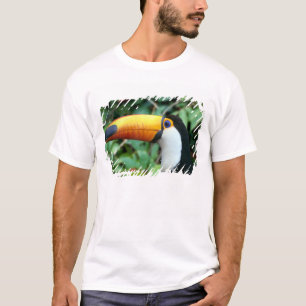 Camiseta Tucano-de-bico-amarelo