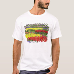 Camiseta Tulipas, Jacintos e Narcisos, 2
