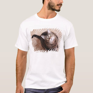 Camiseta Um gato de gato malhado que olha acima