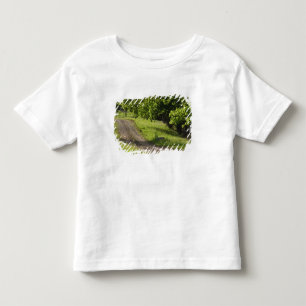 Camiseta Uma estrada rural em Ipswich, Massachusetts.