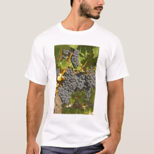 Camiseta Uma videira com cachos de uvas Merlot maduras - Ca