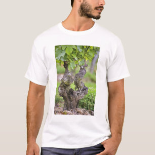 Camiseta Uma videira muito antiga na vinha Clos de l'Echo