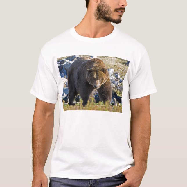 Camiseta Urso de urso (Frente)