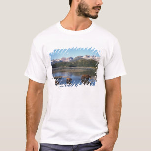 Camiseta Urso pardo, urso cinzento, porca e filhotes em