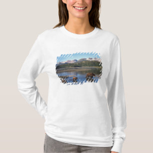 Camiseta Urso pardo, urso cinzento, porca e filhotes em
